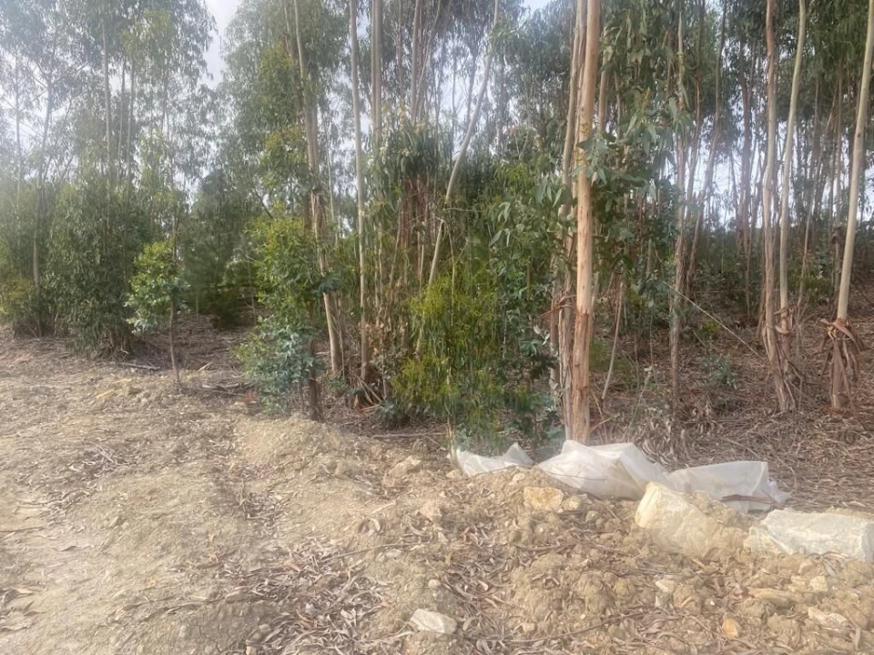 Terreno para Venda em Santa Maria, São Pedro e Matacães Foto 31
