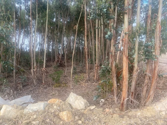 Terreno para Venda em Santa Maria, São Pedro e Matacães Foto 7