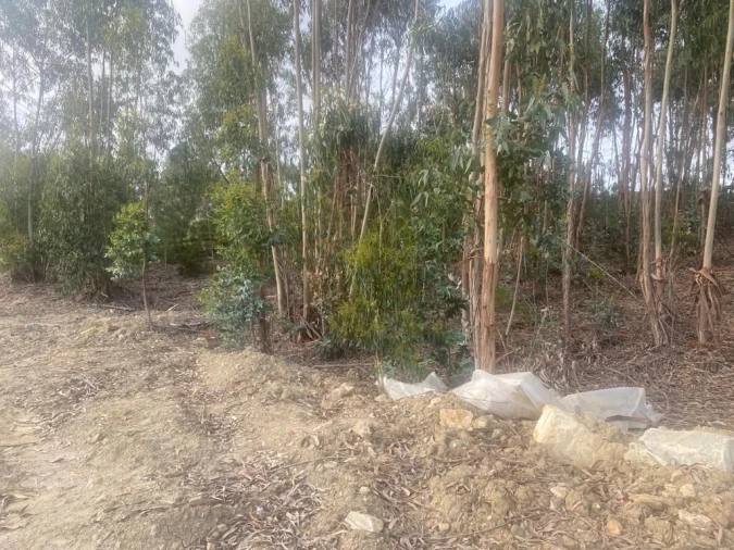 Terreno para Venda em Santa Maria, São Pedro e Matacães Foto 9
