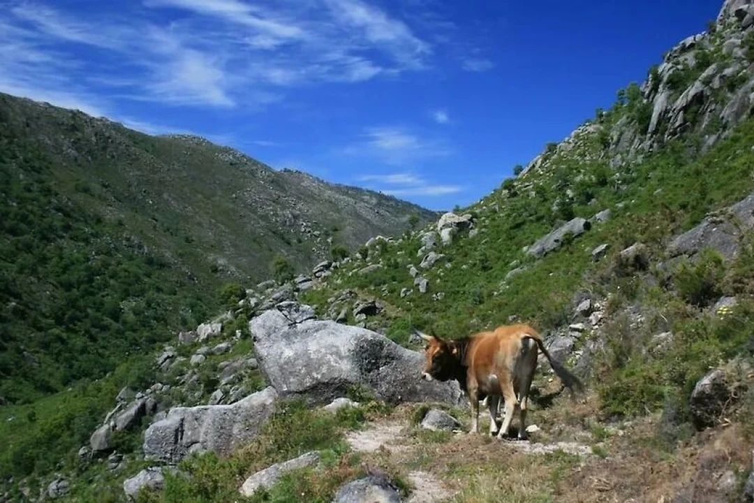 Apartamento T2 para Venda em Castro Laboreiro e Lamas de Mouro Foto 7