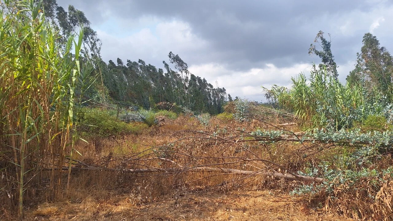 Terreno para Venda em Marrazes e Barosa Foto 10