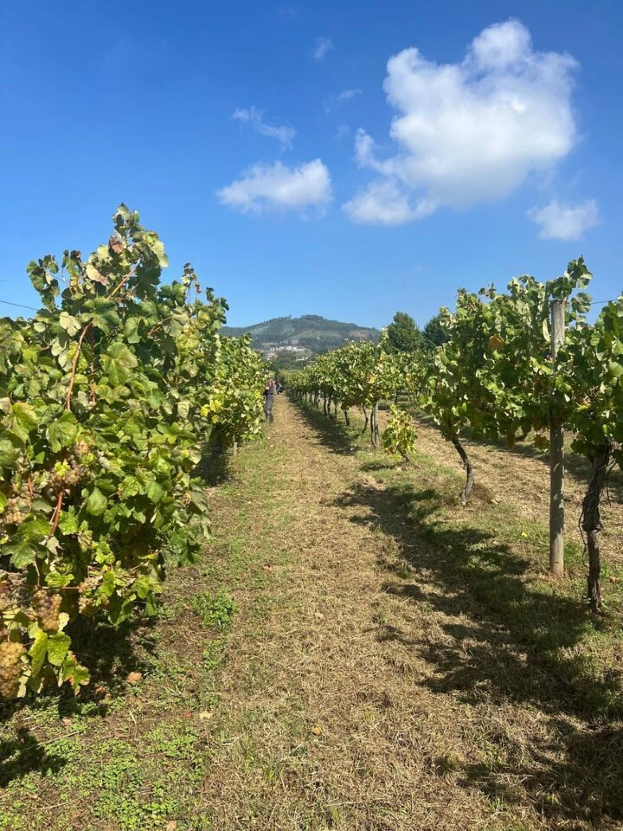 Quinta T5 para Venda em Cernadelo e Lousada (São Miguel e Santa Margarida) Foto 19