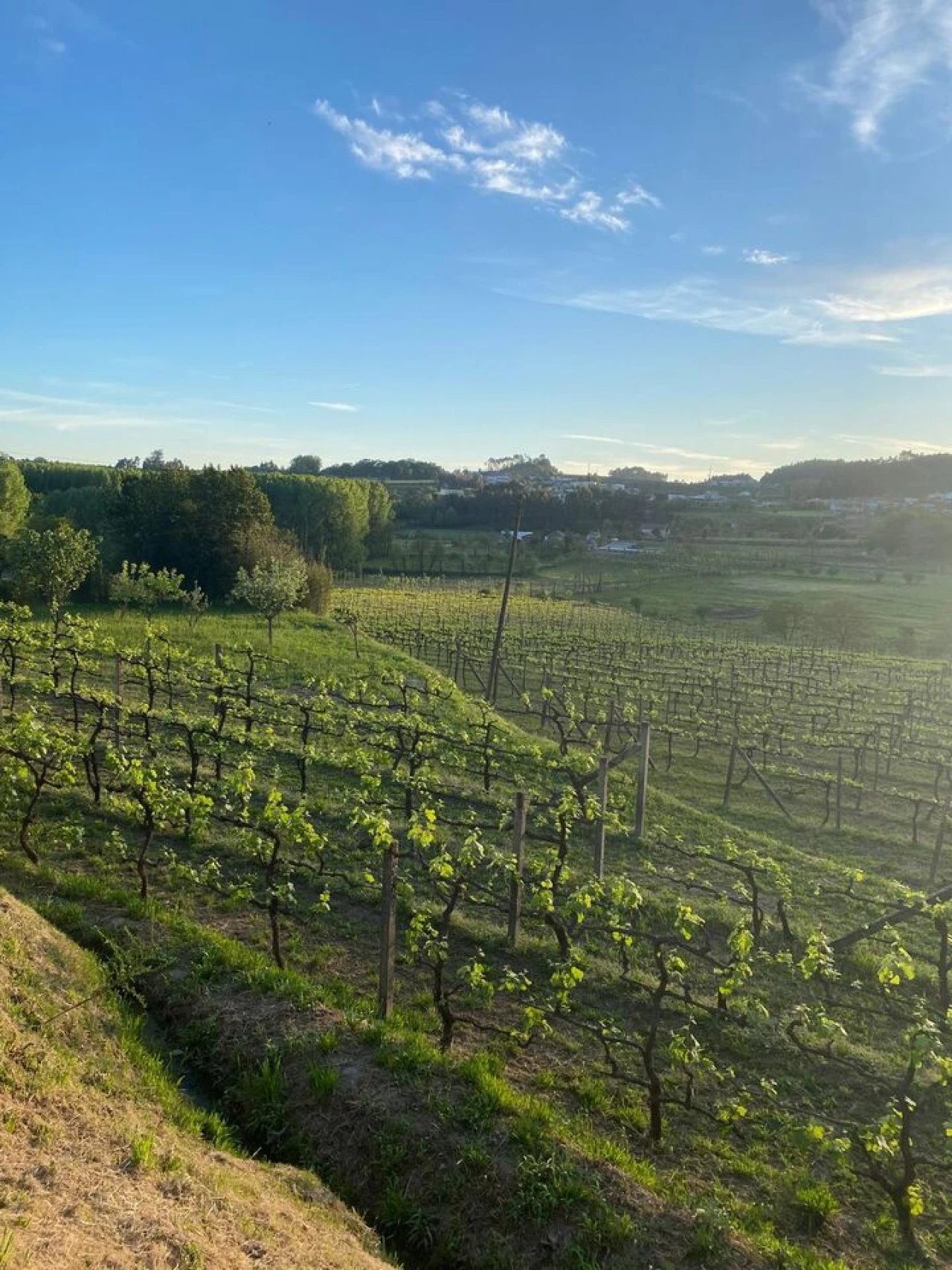 Quinta T5 para Venda em Cernadelo e Lousada (São Miguel e Santa Margarida) Foto 9