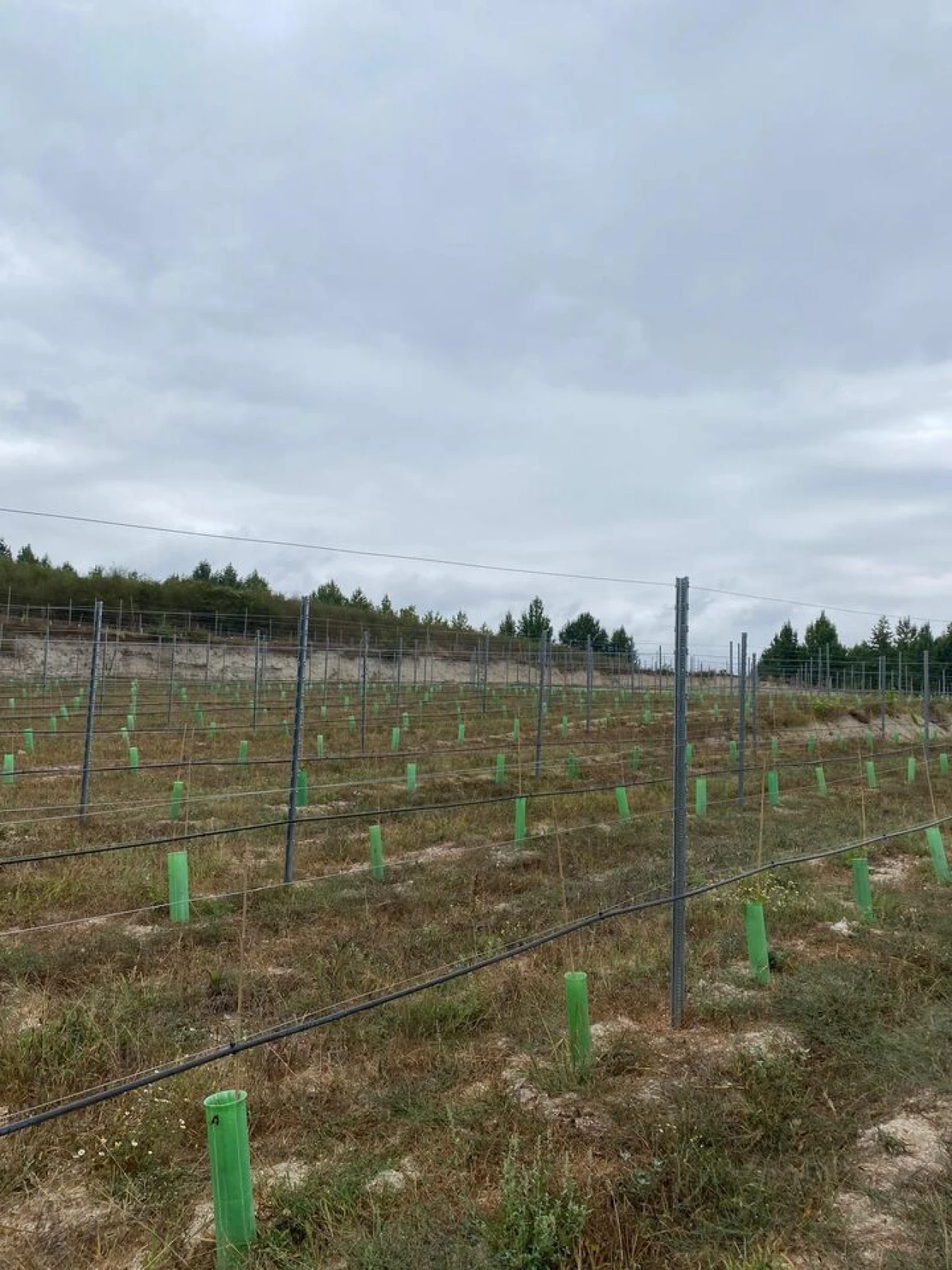 Quinta T5 para Venda em Cernadelo e Lousada (São Miguel e Santa Margarida) Foto 29