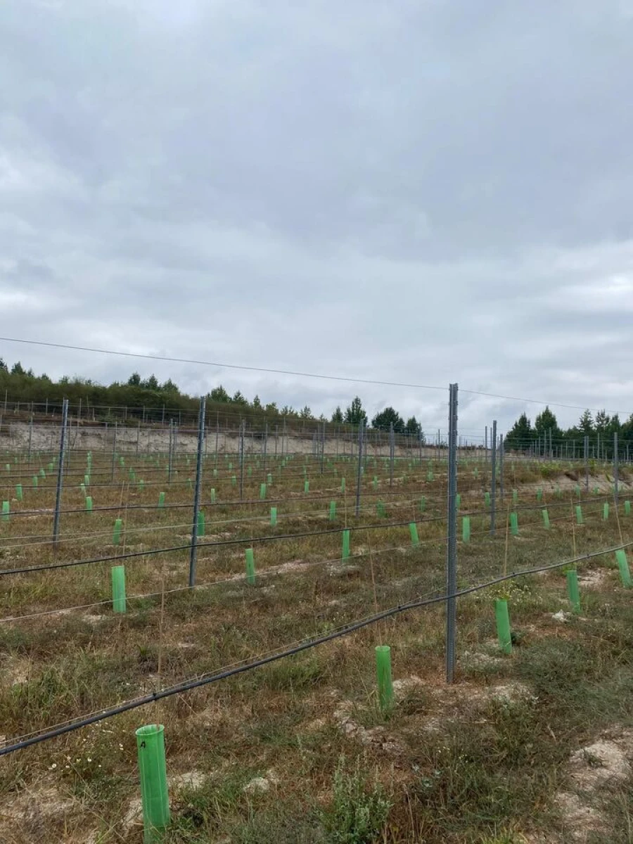 Quinta T5 para Venda em Cernadelo e Lousada (São Miguel e Santa Margarida) Foto 29