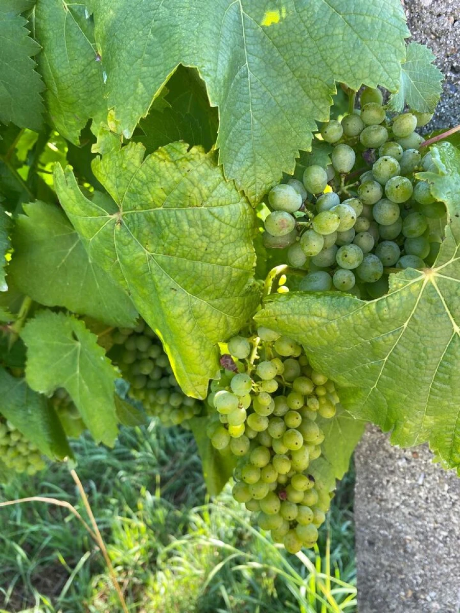Quinta T5 para Venda em Cernadelo e Lousada (São Miguel e Santa Margarida) Foto 5