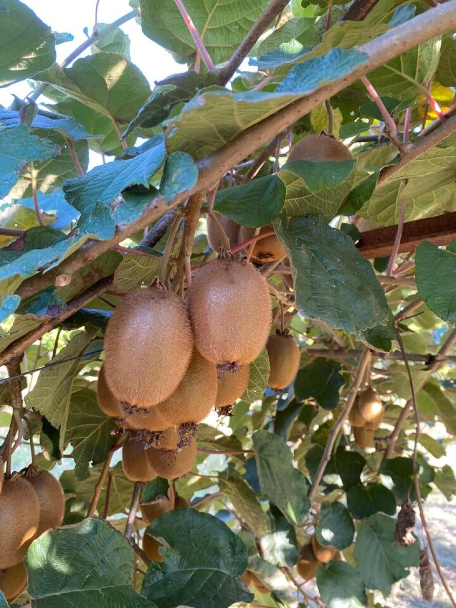 Quinta T5 para Venda em Cernadelo e Lousada (São Miguel e Santa Margarida) Foto 31