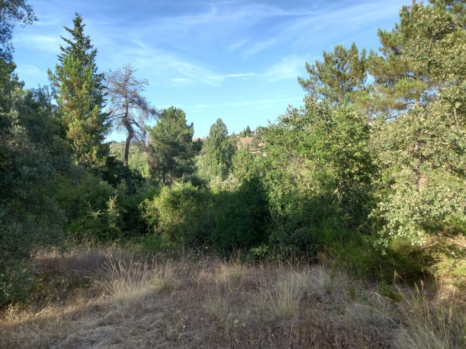 Terreno para Venda em Brogueira, Parceiros de Igreja e Alcorochel Foto 3