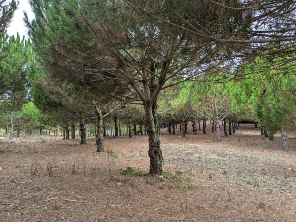 Terreno para Venda em Lamas e Cercal Foto 3