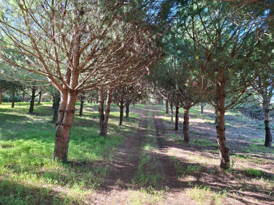 Terreno para Venda em Lamas e Cercal Foto 17