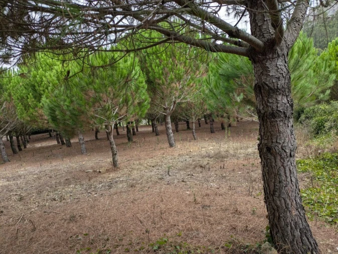 Terreno para Venda em Lamas e Cercal Foto 2