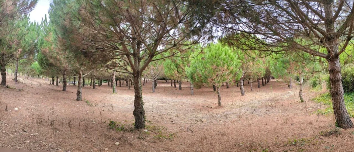 Terreno para Venda em Lamas e Cercal Foto 4