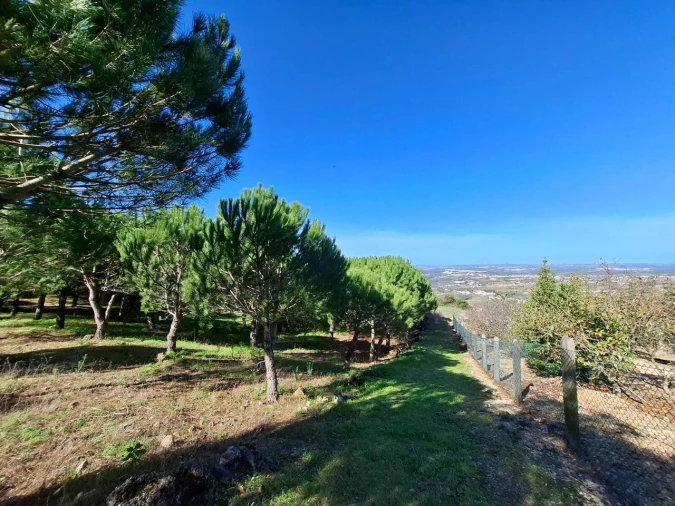 Terreno para Venda em Lamas e Cercal Foto 16