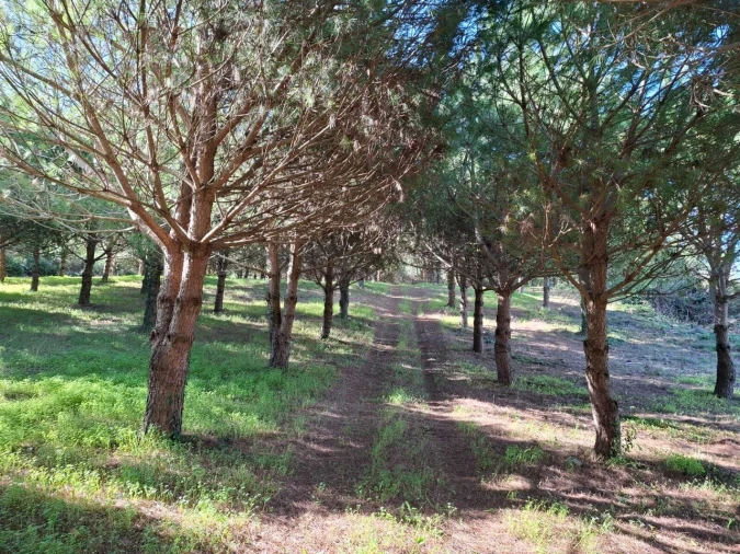 Terreno para Venda em Lamas e Cercal Foto 17