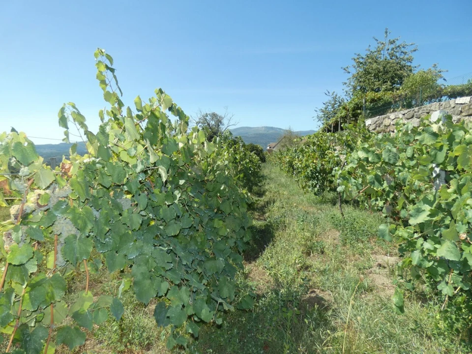 Quinta T10 para Venda em Prado e Remoães Foto 9