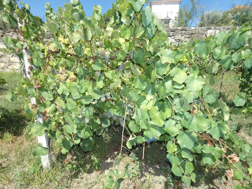 Quinta T10 para Venda em Prado e Remoães Foto 10