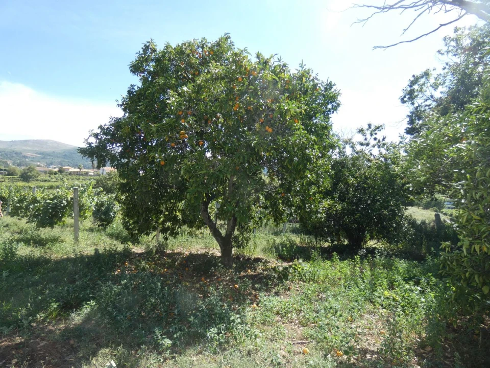 Quinta T10 para Venda em Prado e Remoães Foto 14