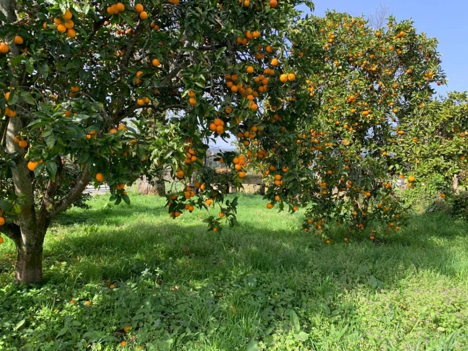 Quinta T10 para Venda em Prado e Remoães Foto 15