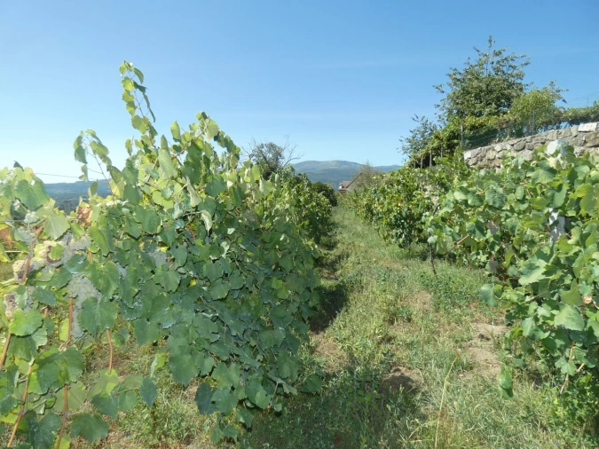 Quinta T10 para Venda em Prado e Remoães Foto 9