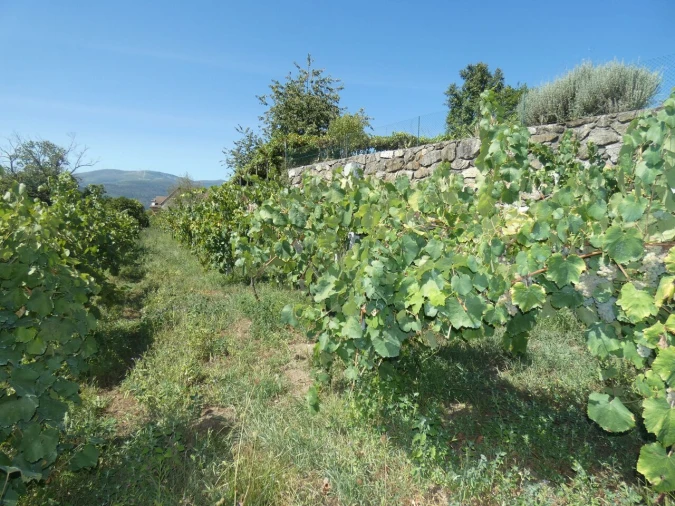 Quinta T10 para Venda em Prado e Remoães Foto 11