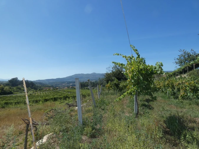 Quinta T10 para Venda em Prado e Remoães Foto 13