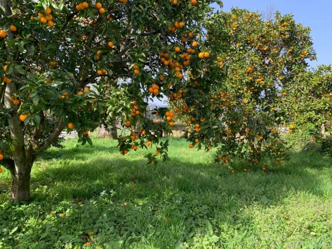 Quinta T10 para Venda em Prado e Remoães Foto 15