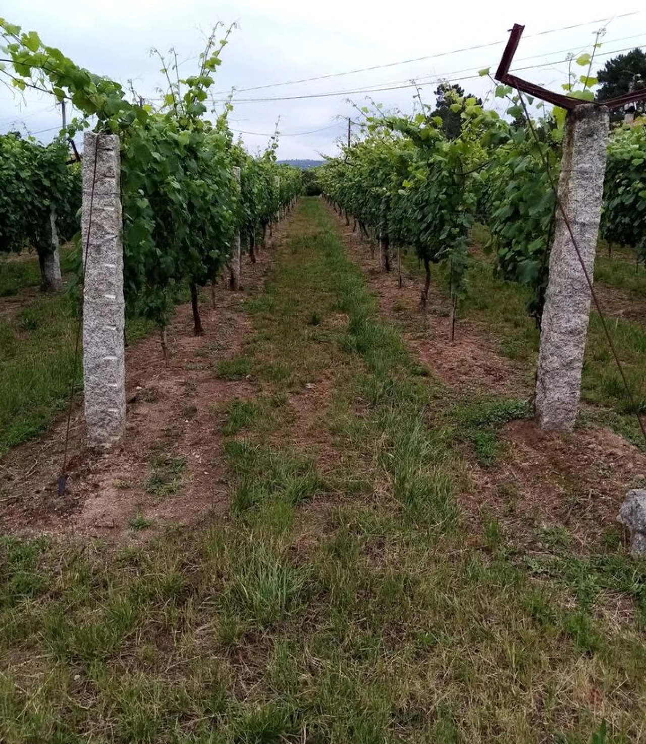 Quinta T0 para Venda em Monção e Troviscoso Foto 7