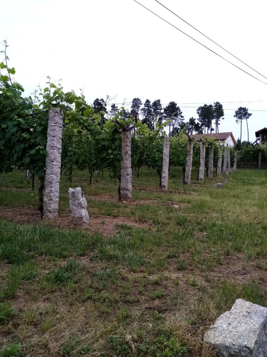 Quinta T0 para Venda em Monção e Troviscoso Foto 3