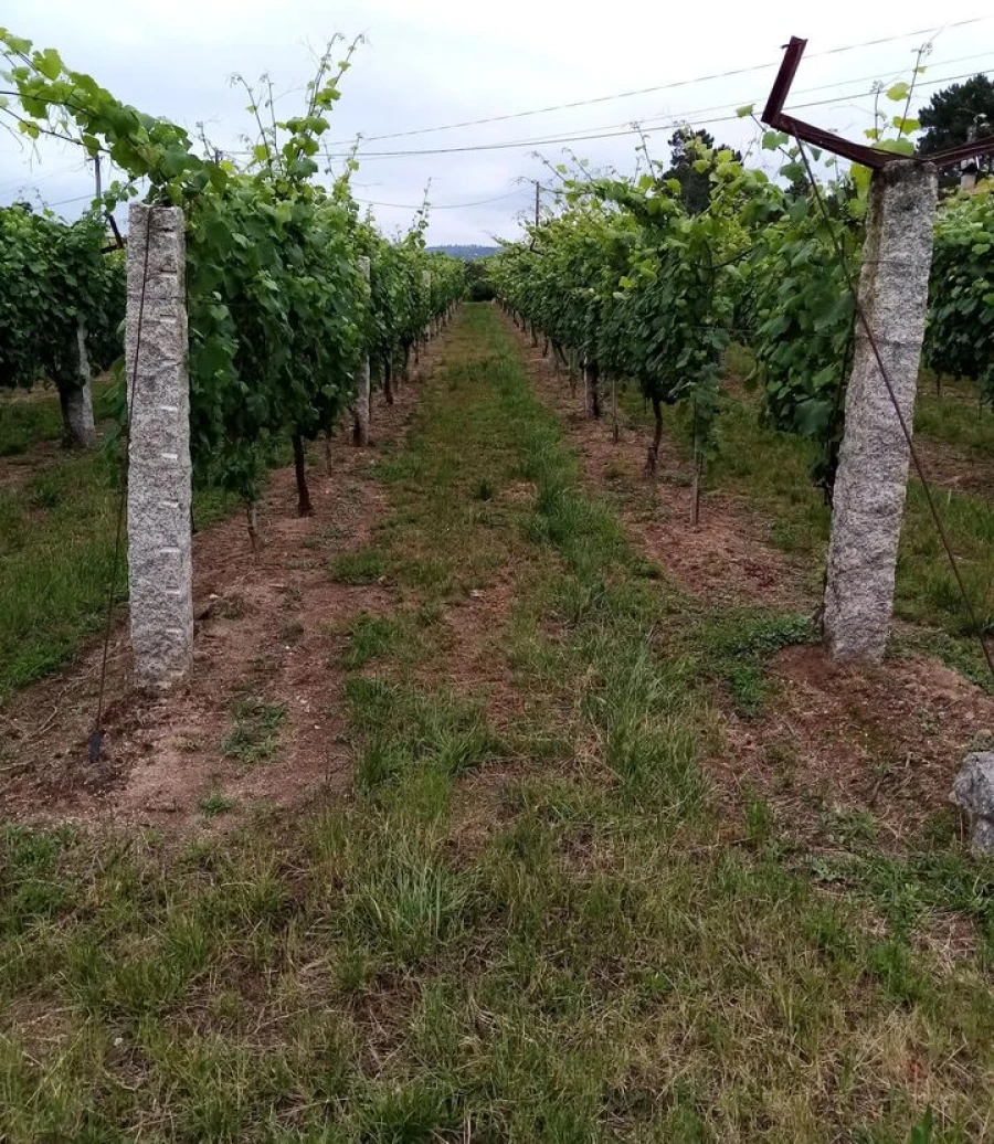 Quinta T0 para Venda em Monção e Troviscoso Foto 7