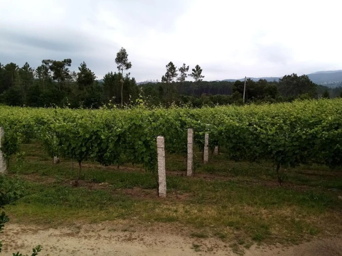 Quinta T0 para Venda em Monção e Troviscoso Foto 1