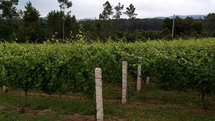 Quinta T0 para Venda em Monção e Troviscoso