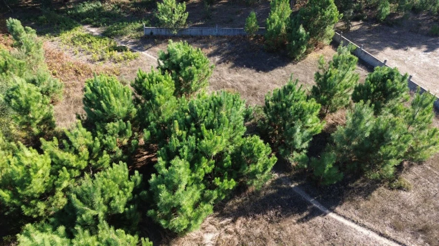Terreno para Venda em Monte Redondo e Carreira Foto 4
