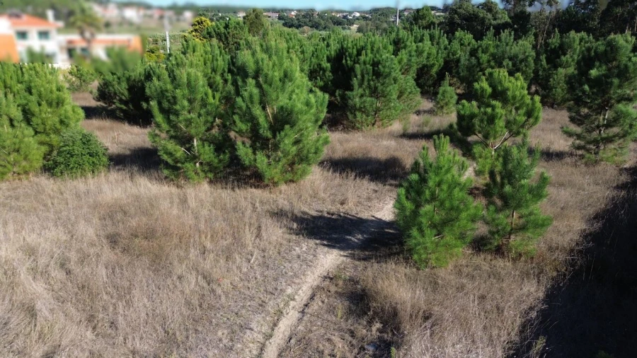 Terreno para Venda em Monte Redondo e Carreira Foto 12