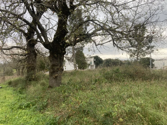 Terreno para Venda em Sebal e Belide Foto 15