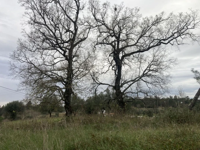 Terreno para Venda em Sebal e Belide Foto 6