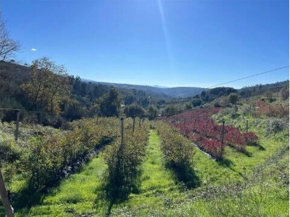 Quinta T1 para Venda em Santiago de Cassurrães e Póvoa de Cervães Foto 22