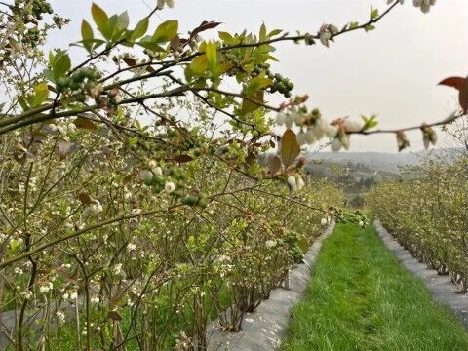 Quinta T1 para Venda em Santiago de Cassurrães e Póvoa de Cervães Foto 23