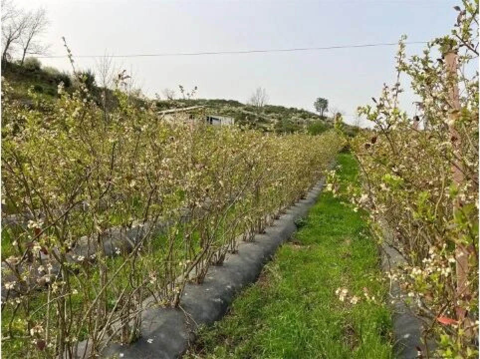 Quinta T1 para Venda em Santiago de Cassurrães e Póvoa de Cervães Foto 24