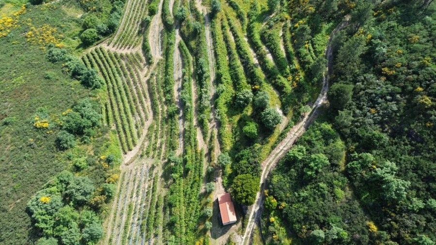 Quinta T1 para Venda em Santiago de Cassurrães e Póvoa de Cervães Foto 7