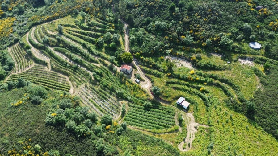 Quinta T1 para Venda em Santiago de Cassurrães e Póvoa de Cervães Foto 3