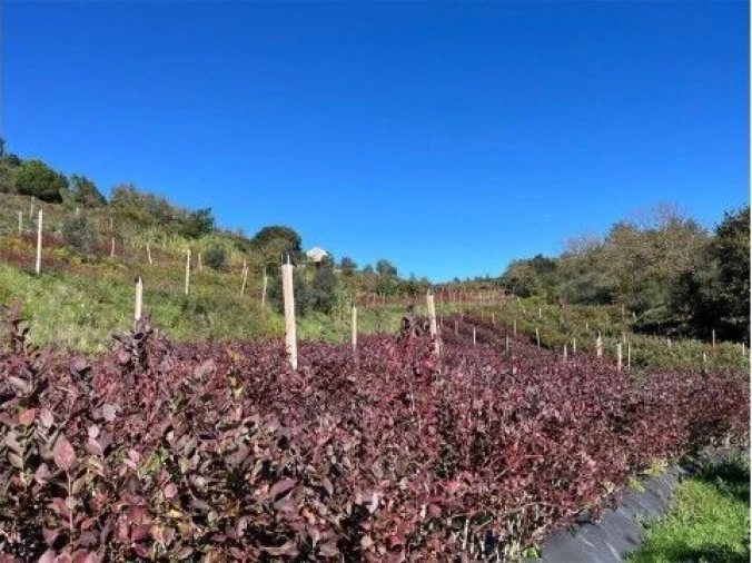 Quinta T1 para Venda em Santiago de Cassurrães e Póvoa de Cervães Foto 20