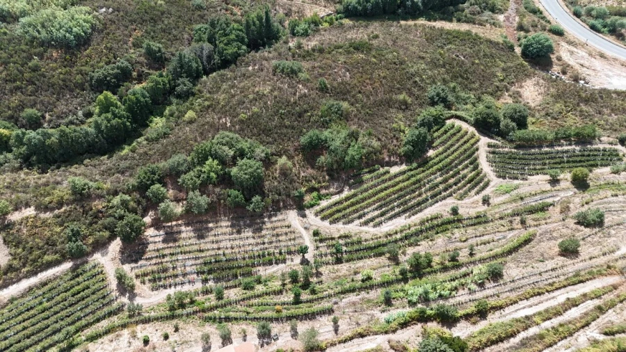 Quinta T1 para Venda em Santiago de Cassurrães e Póvoa de Cervães Foto 51
