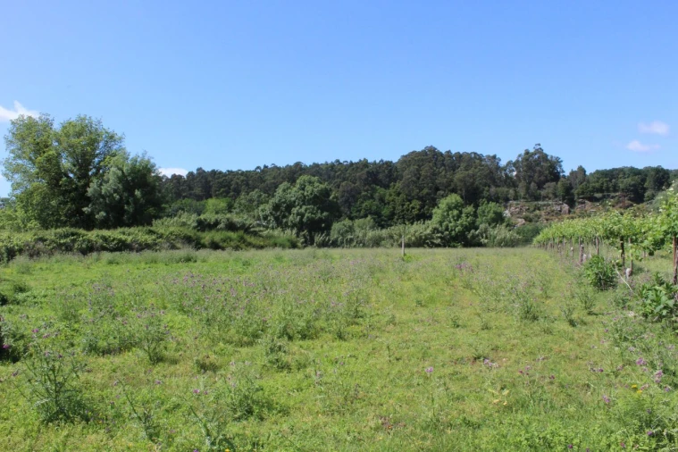 Terreno para Venda em Mazedo e Cortes Foto 3