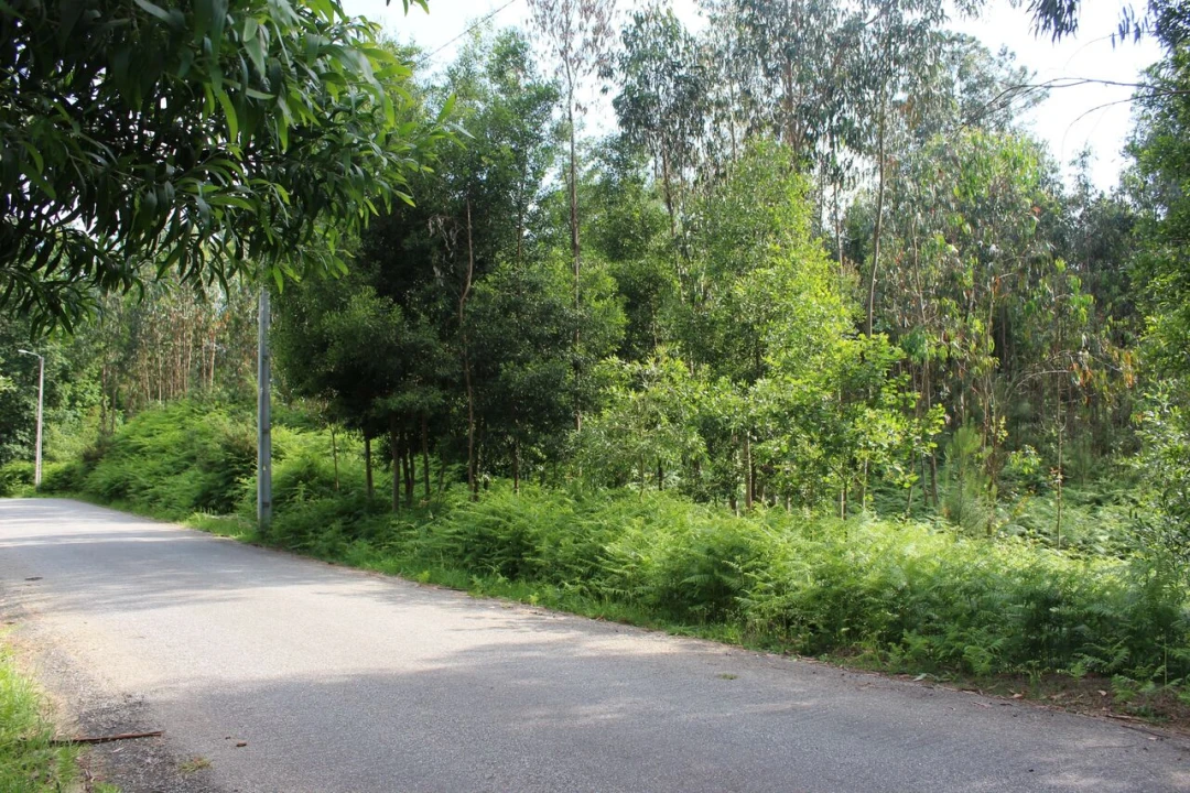Terreno para Venda em Mazedo e Cortes Foto 1