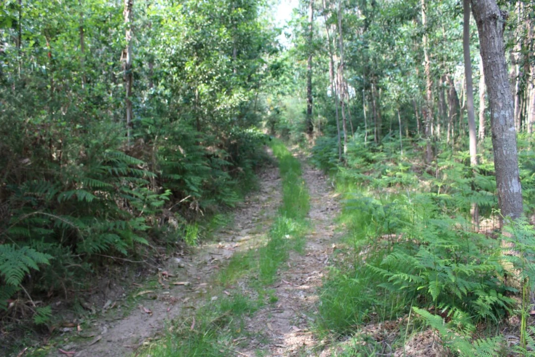 Terreno para Venda em Mazedo e Cortes Foto 2