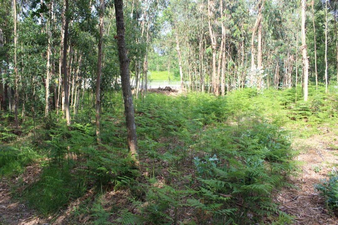 Terreno para Venda em Mazedo e Cortes Foto 3