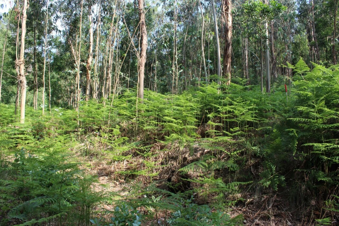 Terreno para Venda em Mazedo e Cortes Foto 4