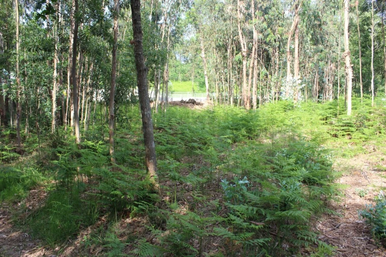 Terreno para Venda em Mazedo e Cortes Foto 3