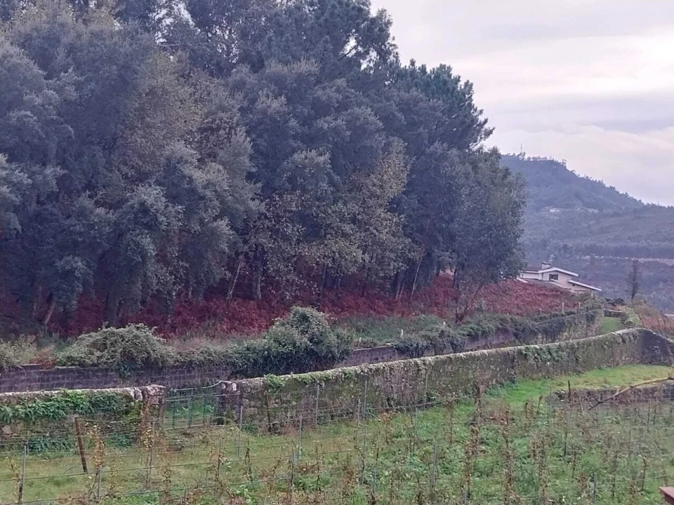 Terreno para Venda em Ceivães e Badim Foto 1