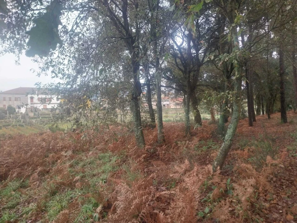 Terreno para Venda em Ceivães e Badim Foto 3